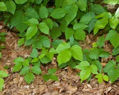 Image for post: Poisonous Plants of Summer