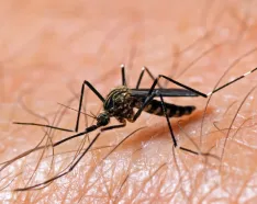 Image for post: West Nile Basics, Symptoms and How to Prevent Mosquito Bites 