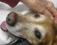 Image for post: Patient Credits Furry Companions and Knitted Prayers as Part of 'Excellent' Care