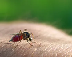 Image for post: What You Need to Know about Bug Bites