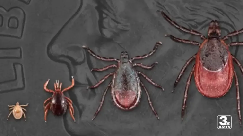 Ticks, KMTV story on Lyme disease