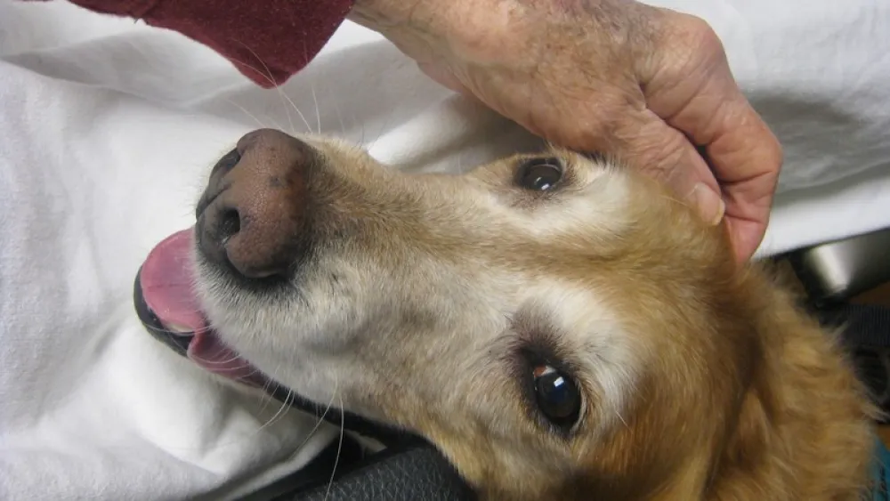 Image for post: Patient Credits Furry Companions and Knitted Prayers as Part of 'Excellent' Care