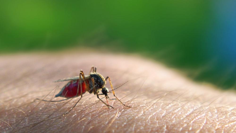 What You Need to Know about Bug Bites | Methodist Health System | Omaha,  Council Bluffs, Fremont